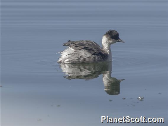 Silvery Grebe (Podiceps occipitalis)