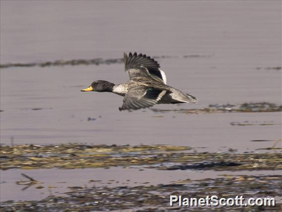 Yellow-Billed Teal (Anas flavirostris)