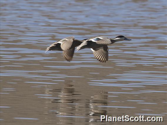 Puna Teal (Spatula puna)