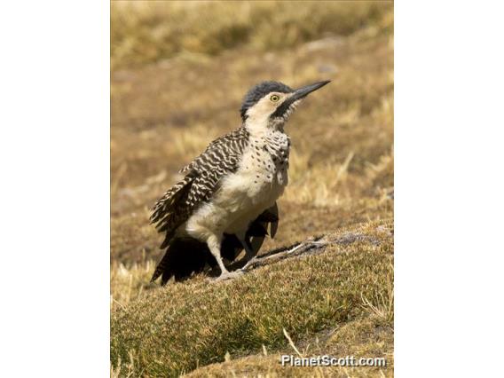 Andean Flicker (Colaptes rupicola)