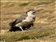 Andean Flicker (Colaptes rupicola)