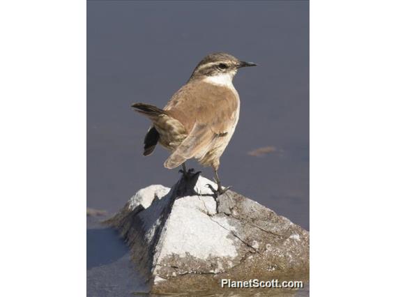 White-winged Cinclodes (Cinclodes atacamensis)