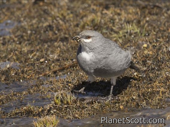 Glacier Finch (Idiopsar speculifer)