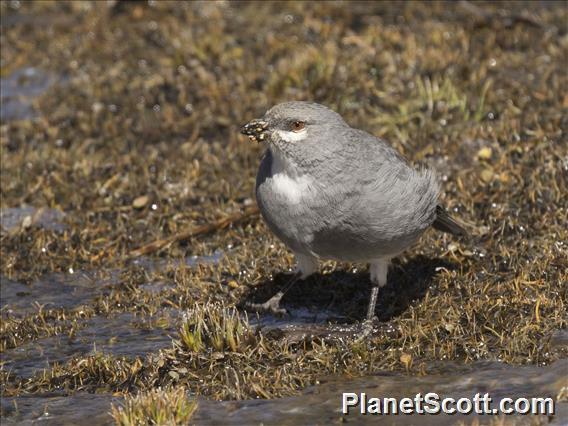 White-winged Diuca-Finch (Idiopsar speculifer)