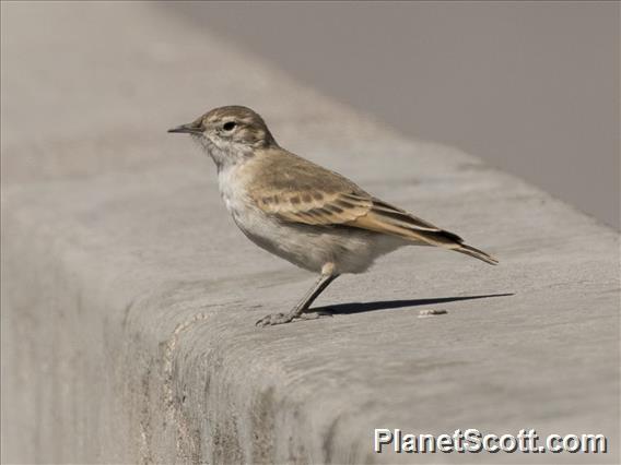 Puna Miner (Geositta punensis)