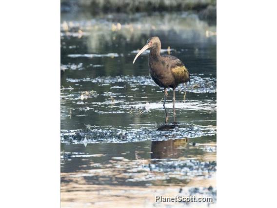 Puna Ibis (Plegadis ridgwayi)