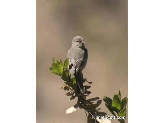 Tamarugo Conebill (Conirostrum tamarugense)