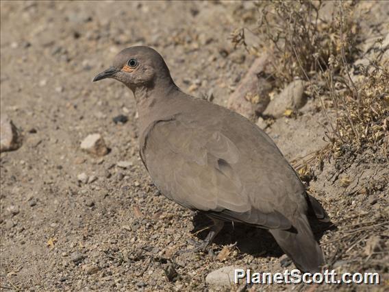 Black-winged Ground Dove (Metriopelia melanoptera)