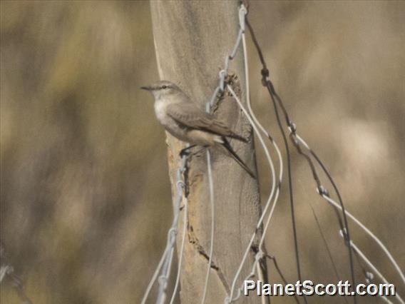 Grayish Miner (Geositta maritima)