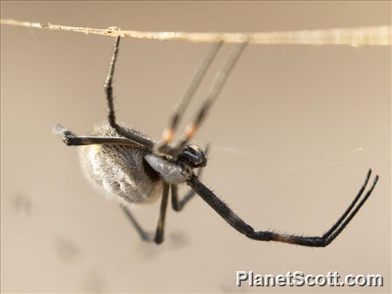 Silver Garden Orbweaver (Argiope argentata)