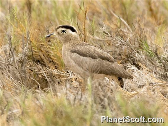 Peruvian Thick-knee (Hesperoburhinus superciliaris)