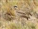 Peruvian Thick-knee (Burhinus superciliaris)