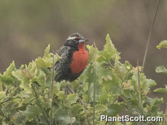 Peruvian Meadowlark (Leistes bellicosus)