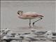 Chilean Flamingo (Phoenicopterus chilensis)