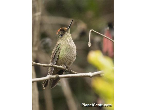 Green-backed Firecrown (Sephanoides sephaniodes)