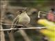 Green-backed Firecrown (Sephanoides sephaniodes)