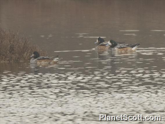 Chiloe Wigeon (Mareca sibilatrix)