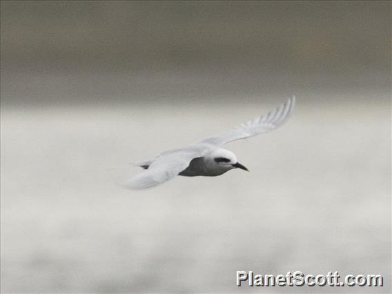 Snowy-crowned Tern (Sterna trudeaui)