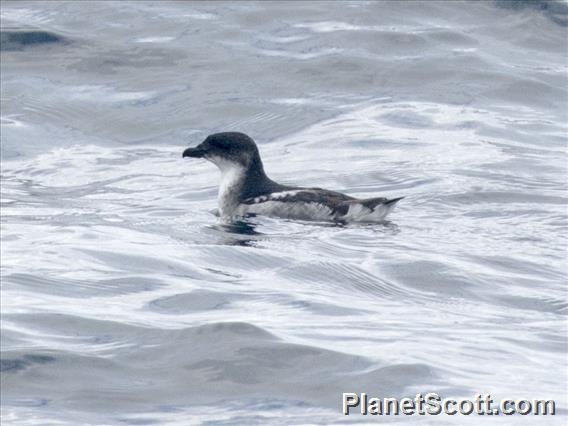 Peruvian Diving-Petrel (Pelecanoides garnotii)