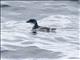 Peruvian Diving-Petrel (Pelecanoides garnotii)