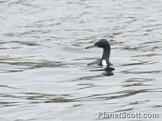 Guanay Cormorant (Leucocarbo bougainvilliorum)