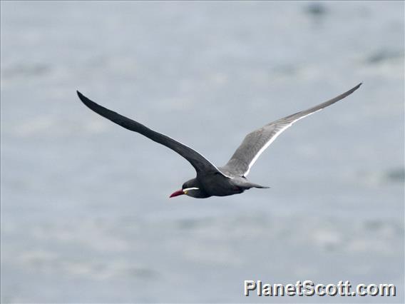 Inca Tern (Larosterna inca)