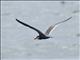 Inca Tern (Larosterna inca)