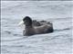 Southern Giant-Petrel (Macronectes giganteus)