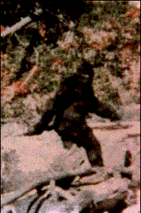 BIGFOOT